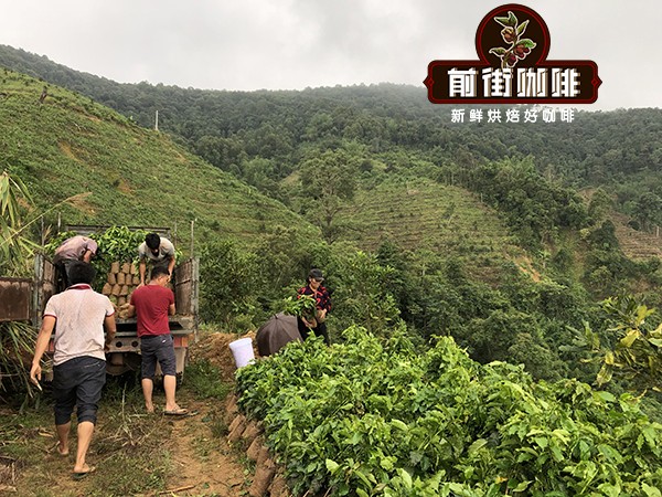 云南咖啡哪个牌子值得喝?小粒豆分级标准与铁皮卡卡蒂姆风味对比 云南咖啡哪个牌子值得喝?小粒豆分级标准与铁皮卡卡蒂姆风味对比