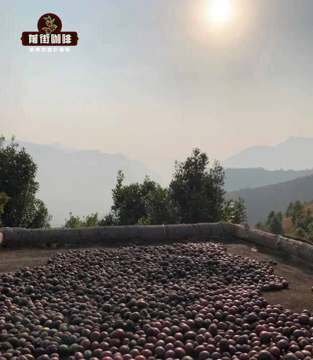 云南咖啡豆品种风味与产区特色全解析：从卡蒂姆到铁皮卡的口感密码