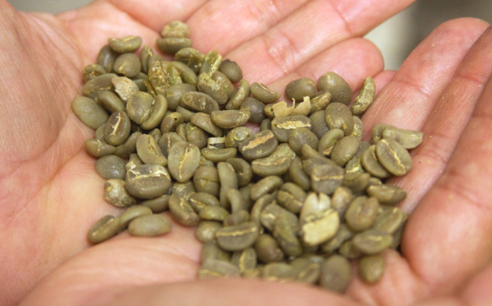 铁皮卡咖啡品种特性解析:红顶外观、优雅风味与种植挑战及前街精选豆单 铁皮卡咖啡品种特性解析:红顶外观、优雅风味与种植挑战及前街精选豆单