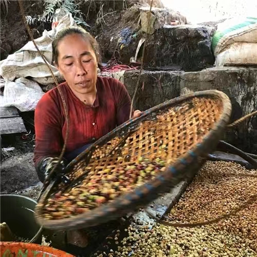 湿刨法处理工艺解析:印尼曼特宁咖啡独特风味的成因与手冲指南 湿刨法处理工艺解析:印尼曼特宁咖啡独特风味的成因与手冲指南