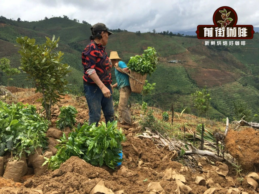 云南小粒咖啡风味口感全解析：从产地风土到前街品牌冲煮研磨建议