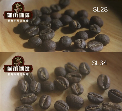 手冲咖啡豆如何挑选?从非洲、美洲到亚洲三大产区风味与代表豆种全解析 手冲咖啡豆如何挑选?从非洲、美洲到亚洲三大产区风味与代表豆种全解析