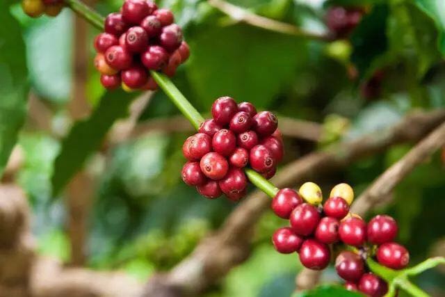 厄瓜多尔咖啡全面解析：从有机种植优势到波旁、西德拉品种与风味特征