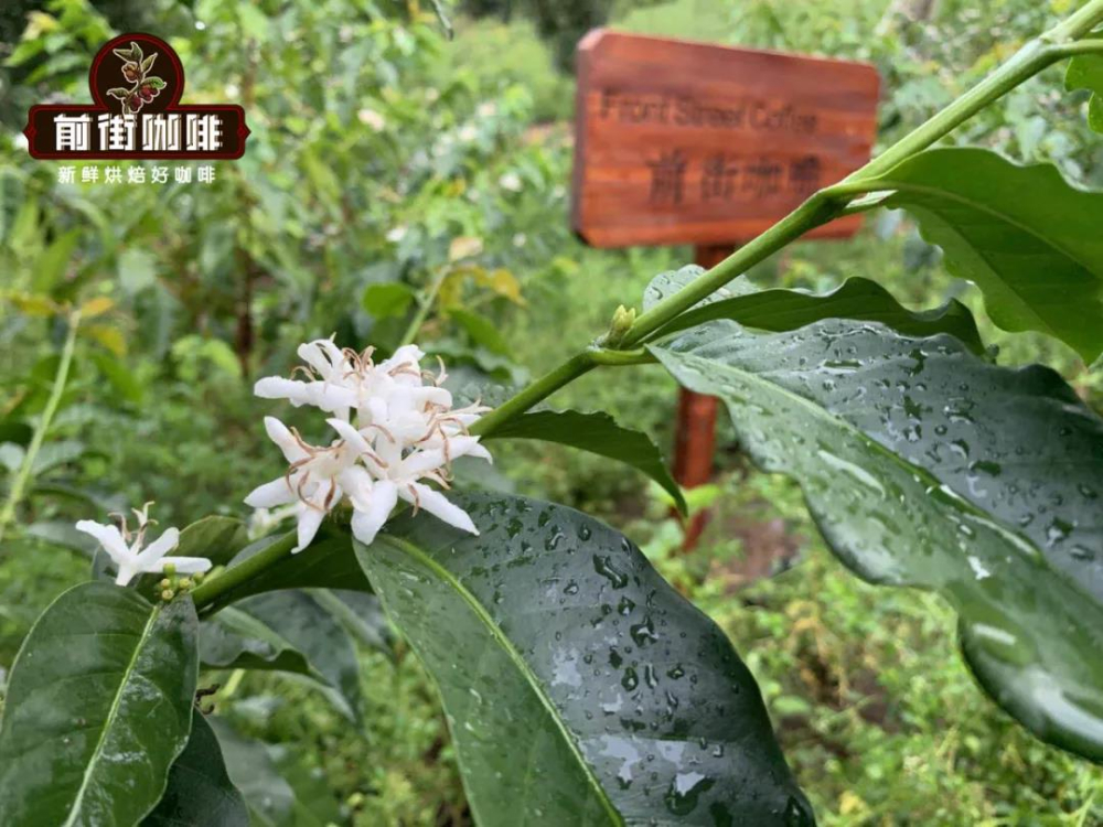 阿拉比卡与罗布斯塔全面对比:风味差异、咖啡因含量及罗布斯塔豆的正确饮用方式 阿拉比卡与罗布斯塔全面对比:风味差异、咖啡因含量及罗布斯塔豆的正确饮用方式