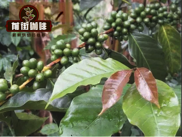 阿拉比卡、罗布斯塔与利比里卡:三大原生咖啡品种的风味差异及主产国解析 阿拉比卡、罗布斯塔与利比里卡:三大原生咖啡品种的风味差异及主产国解析