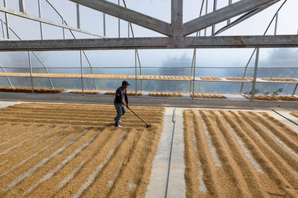 哥斯达黎加咖啡产区的种植渊源、主要产地与蜜处理技术解析 哥斯达黎加咖啡产区的种植渊源、主要产地与蜜处理技术解析