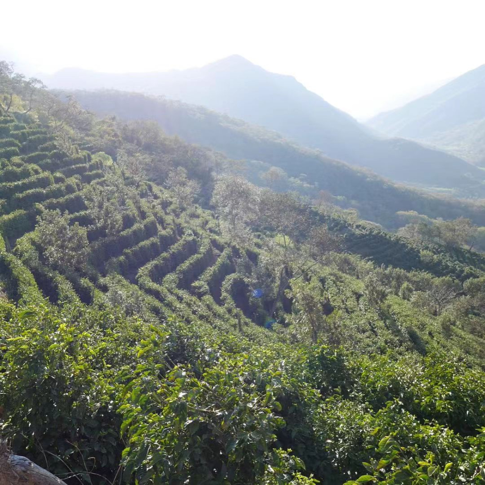 玻利维亚咖啡全解析:精品豆风味特点、种植历史与罗德里格斯家族瑰夏爪哇 玻利维亚咖啡全解析:精品豆风味特点、种植历史与罗德里格斯家族瑰夏爪哇