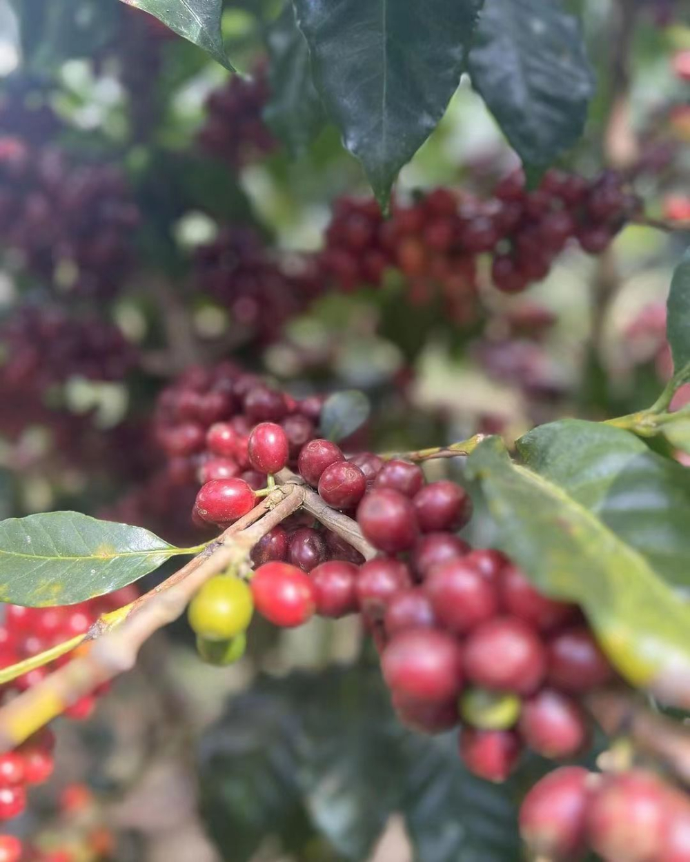 洪都拉斯咖啡豆全面解析：从六大产区到雪莉酒桶发酵工艺，前街带你深入中美洲精品产地