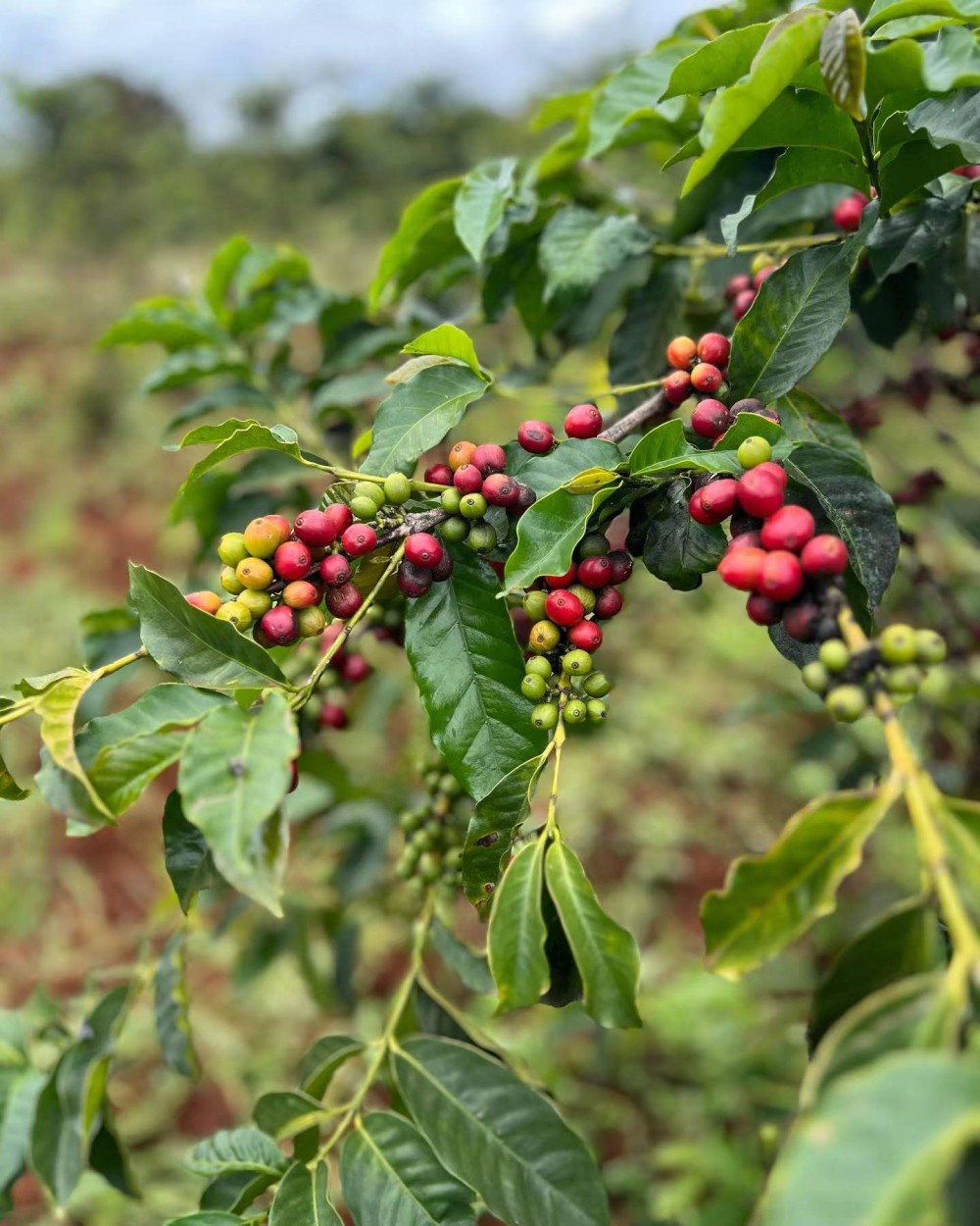 肯尼亚咖啡豆品种全解析:SL28、SL34、Ruiru11与Batian的风味特征及手冲参数 肯尼亚咖啡豆品种全解析:SL28、SL34、Ruiru11与Batian的风味特征及手冲参数