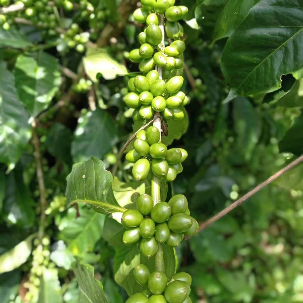 瑰夏咖啡品种起源与风味解析：巴拿马埃塞俄比亚产区特色及前街冲煮指南