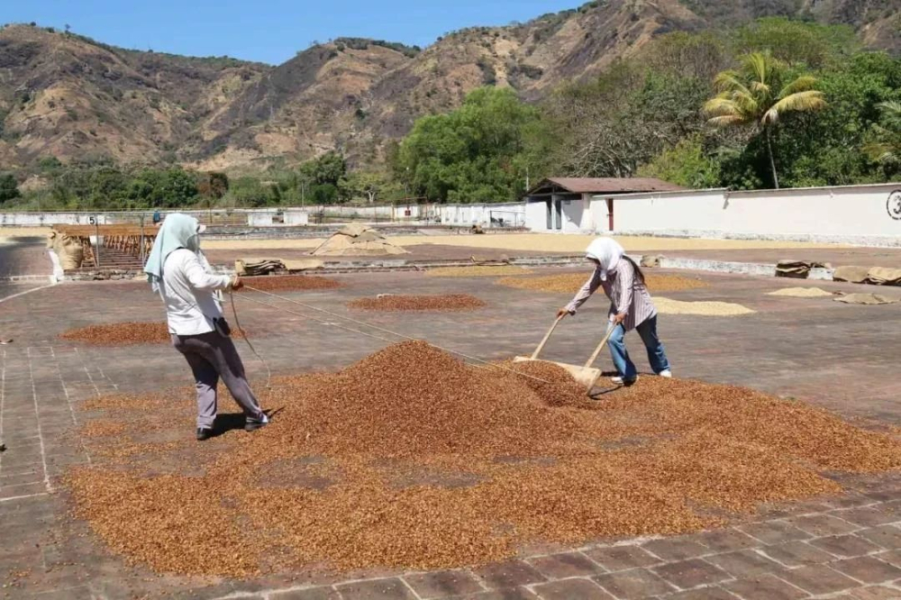 巴西半日晒处理法全解析:果胶保留、风味特征与蜜处理渊源 巴西半日晒处理法全解析:果胶保留、风味特征与蜜处理渊源