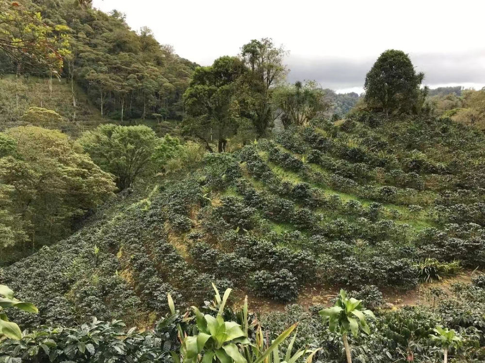 危地马拉咖啡风味与产地全解:安提瓜花神的烟熏果酸为何迷人 危地马拉咖啡风味与产地全解:安提瓜花神的烟熏果酸为何迷人
