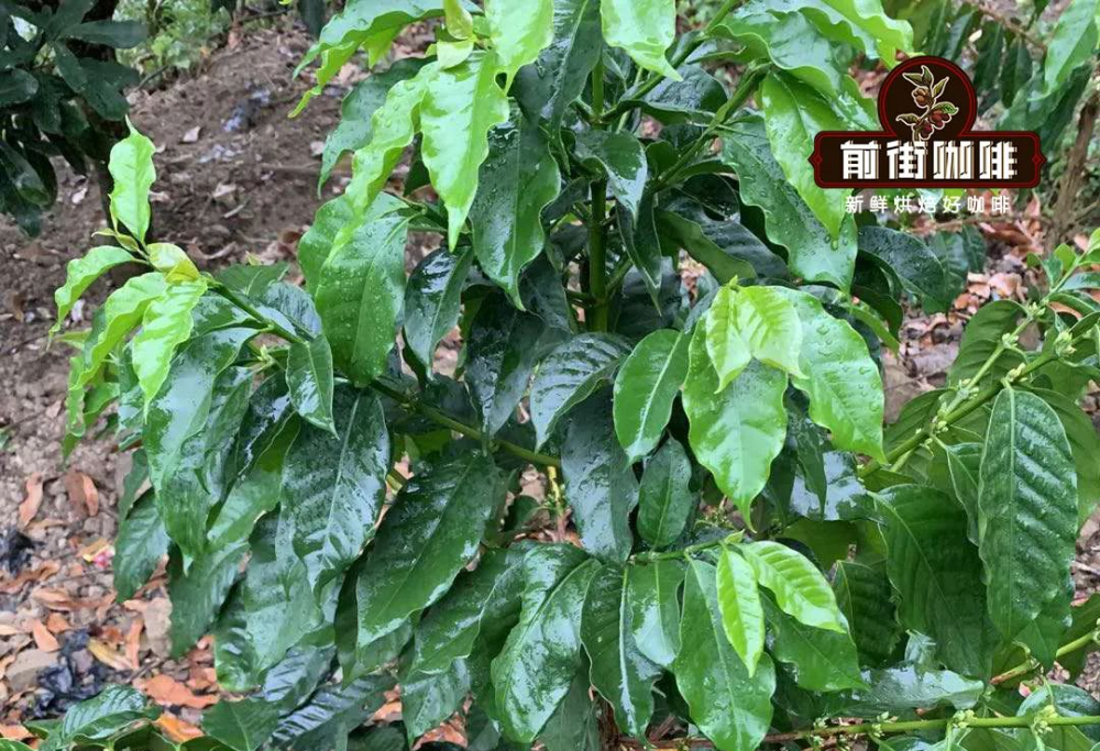 铁皮卡咖啡:阿拉比卡古老品种的传播历程与蓝山风味解析 铁皮卡咖啡:阿拉比卡古老品种的传播历程与蓝山风味解析