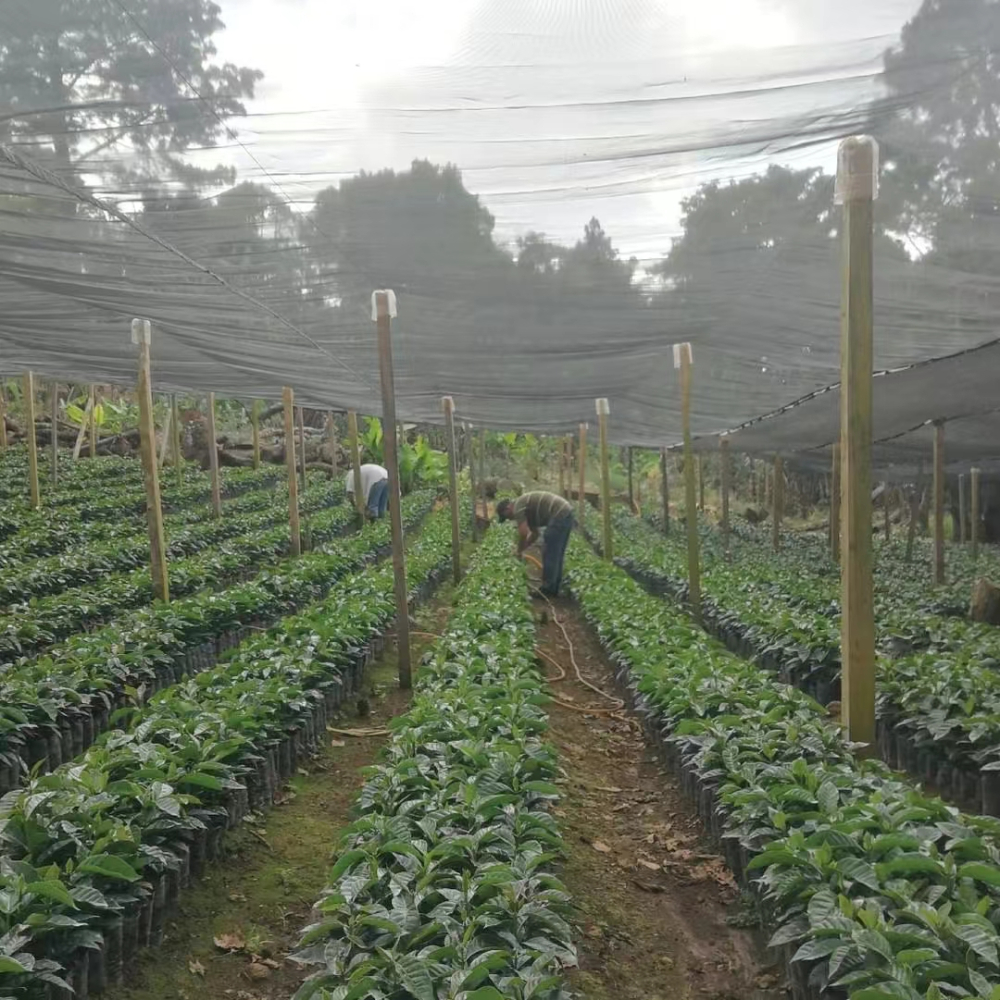 危地马拉花神咖啡豆解析:波旁与卡杜拉品种差异及水洗处理风味 危地马拉花神咖啡豆解析:波旁与卡杜拉品种差异及水洗处理风味