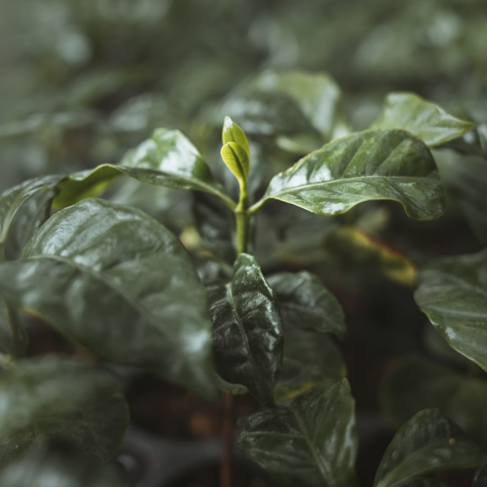 肯尼亚咖啡豆等级划分与种植处理体系全解析:从AA分级到拍卖交易 肯尼亚咖啡豆等级划分与种植处理体系全解析:从AA分级到拍卖交易