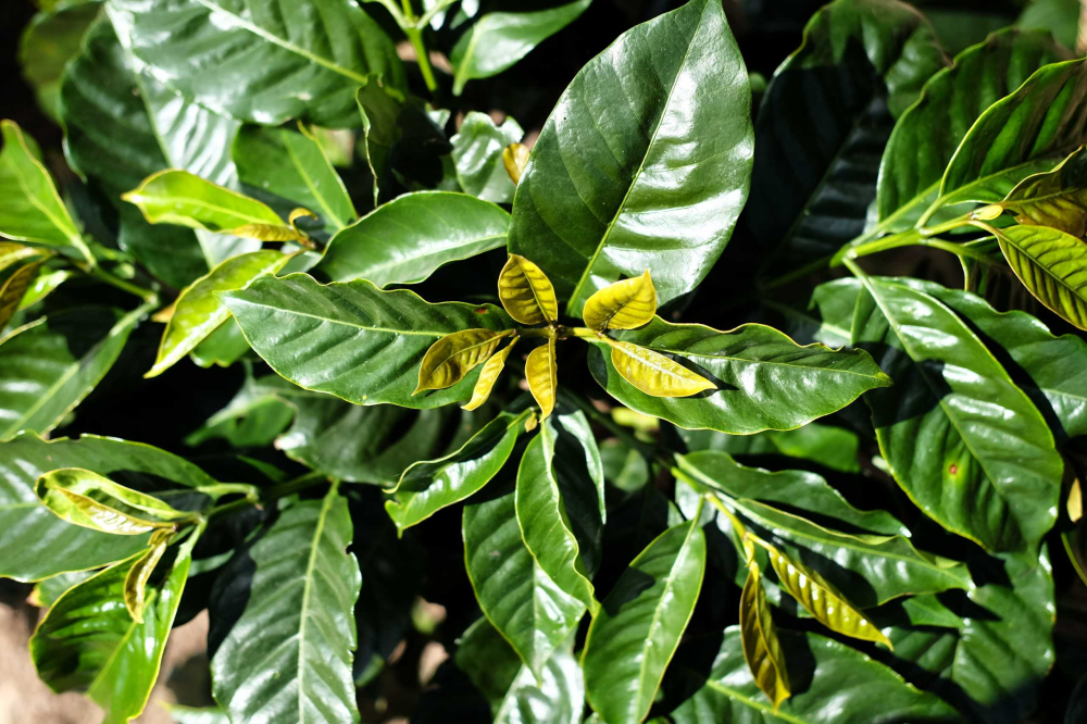 肯尼亚咖啡豆等级划分与种植处理体系全解析:从AA分级到拍卖交易 肯尼亚咖啡豆等级划分与种植处理体系全解析:从AA分级到拍卖交易