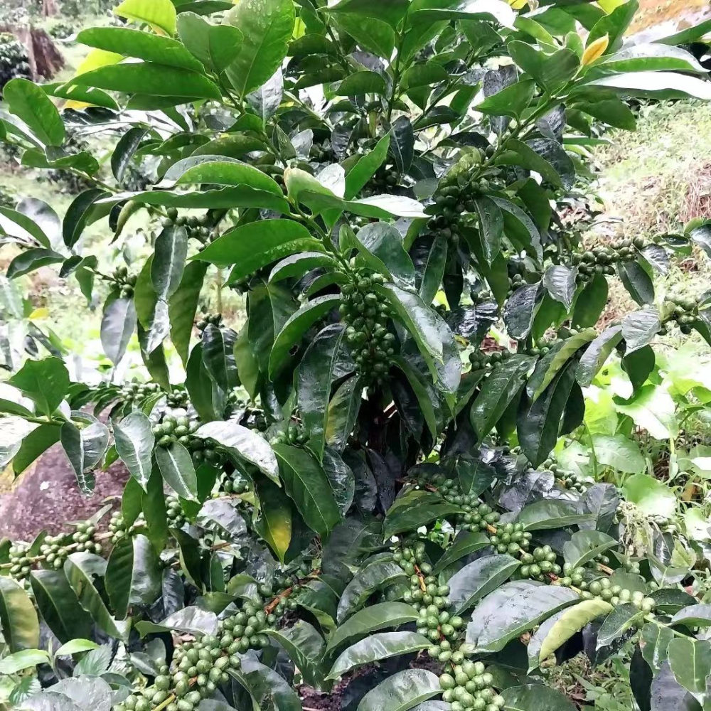 巴拿马瑰夏咖啡豆三大名庄园产地故事与红标瑰夏风味口感解析 巴拿马瑰夏咖啡豆三大名庄园产地故事与红标瑰夏风味口感解析