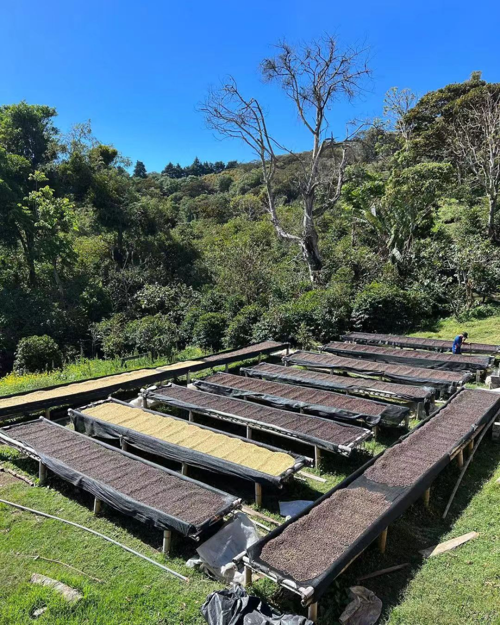 巴拿马艾丽达庄园咖啡种植环境、瑰夏品种与风味处理全方位解析 巴拿马艾丽达庄园咖啡种植环境、瑰夏品种与风味处理全方位解析