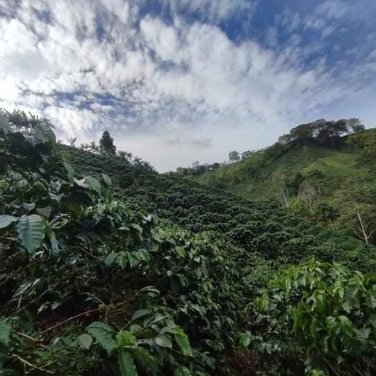 哥伦比亚与危地马拉咖啡风味差异在哪?前街解析两大产区口感特点与代表豆 哥伦比亚与危地马拉咖啡风味差异在哪?前街解析两大产区口感特点与代表豆
