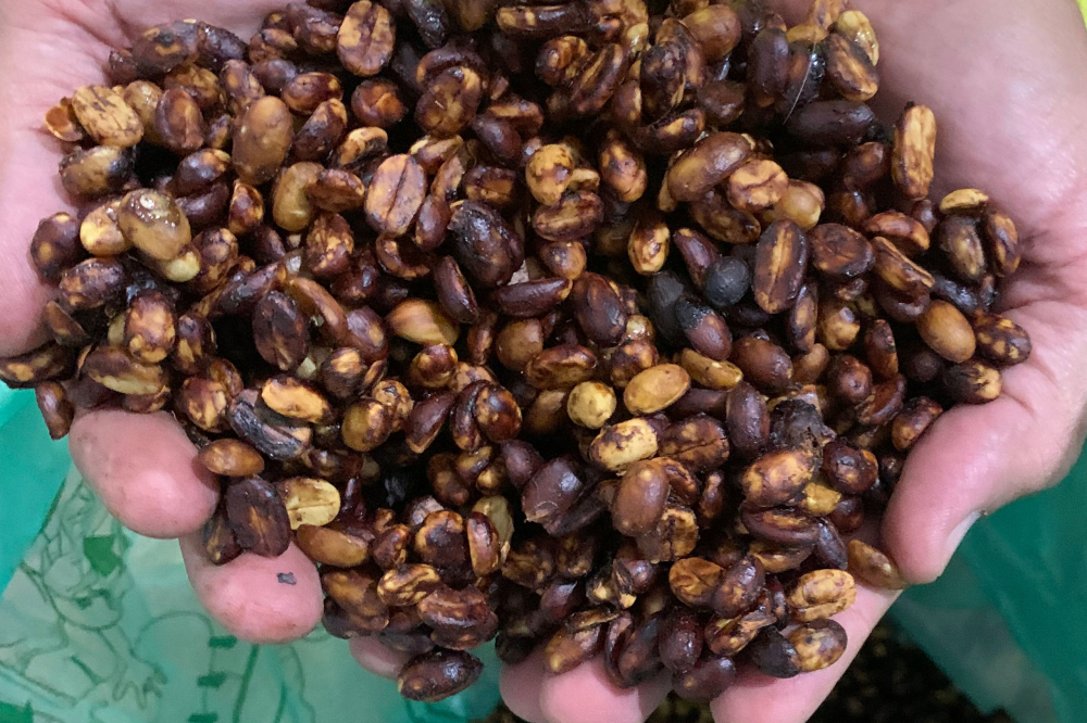 蜜处理咖啡豆加工全流程解析:果胶保留比例如何塑造风味与选购指南 蜜处理咖啡豆加工全流程解析:果胶保留比例如何塑造风味与选购指南