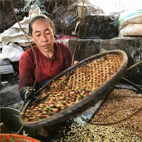 湿刨法与水洗处理有何不同？曼特宁咖啡的独特风味从何而来