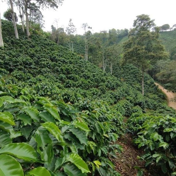 哥伦比亚咖啡种植历史与瑰夏品种溯源:从产地分布到翡翠庄园风味演变 哥伦比亚咖啡种植历史与瑰夏品种溯源:从产地分布到翡翠庄园风味演变