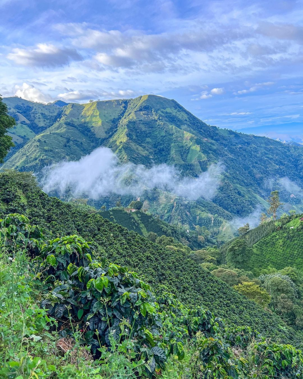 哥伦比亚慧兰产区粉红波旁咖啡豆:半水洗与厌氧水洗手冲风味解析 哥伦比亚慧兰产区粉红波旁咖啡豆:半水洗与厌氧水洗手冲风味解析