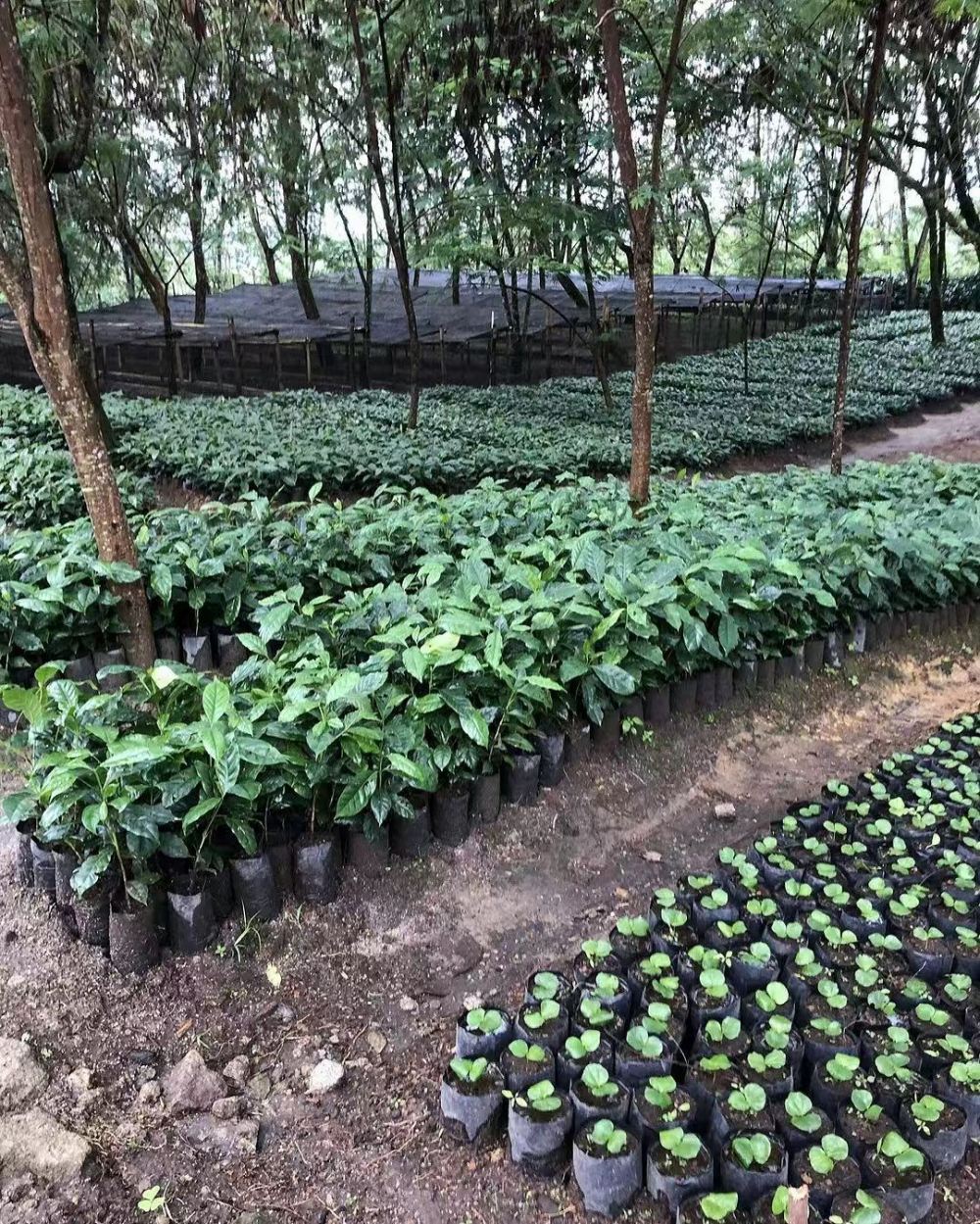 印尼咖啡豆全攻略:湿刨工艺、黄金曼特宁与猫屎咖啡风味解析 印尼咖啡豆全攻略:湿刨工艺、黄金曼特宁与猫屎咖啡风味解析