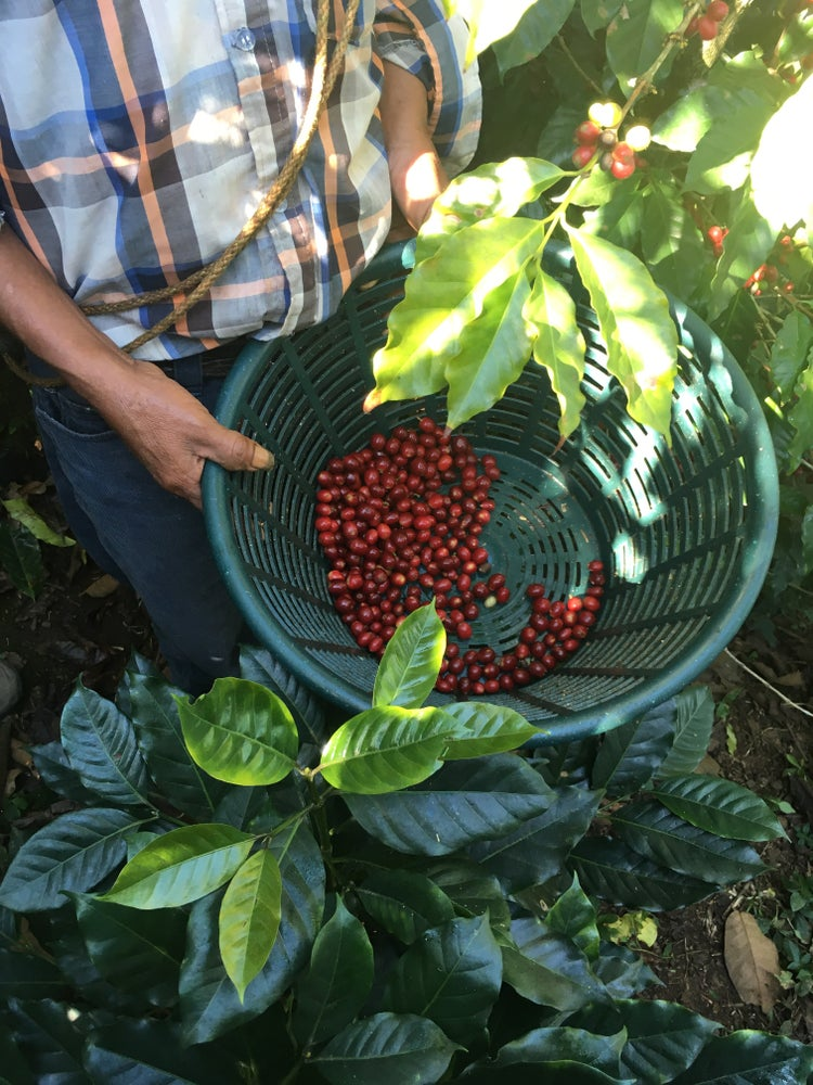 危地马拉安提瓜咖啡豆背后的故事:花神产区风味、品种与冲煮参数解析 危地马拉安提瓜咖啡豆背后的故事:花神产区风味、品种与冲煮参数解析