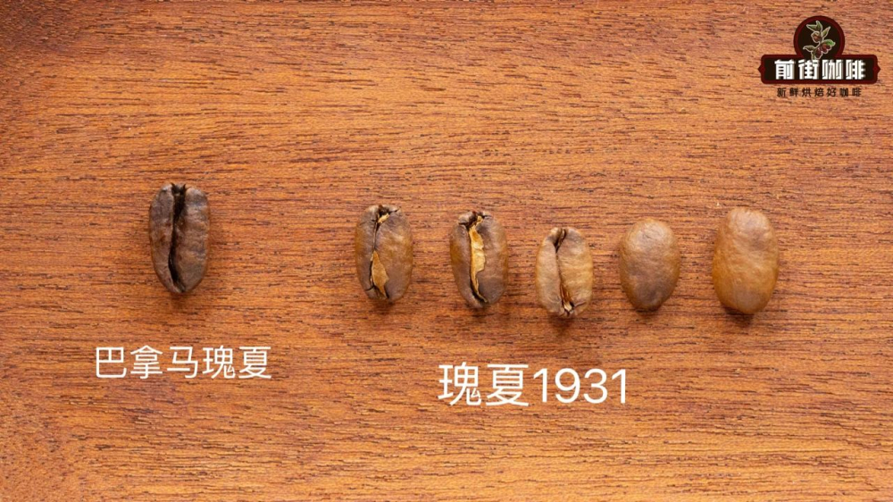 BOP冠军瑰夏身世揭秘：从埃塞Gesha森林到巴拿马T2722的品种传奇