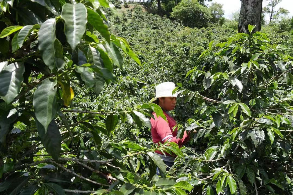 帕卡斯咖啡豆产地溯源与风味解析：从萨尔瓦多波旁变种到洪都拉斯雪莉