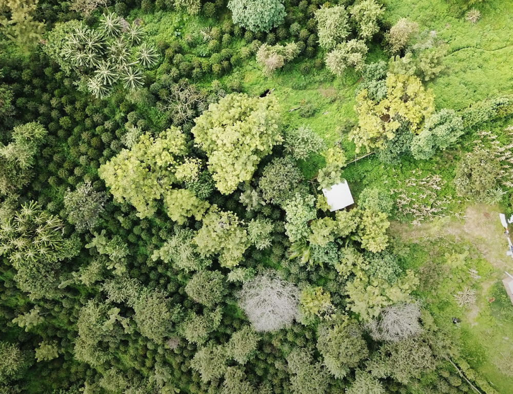 探秘埃塞俄比亚瑰夏村庄园:金标红标绿标与查卡瑰夏的风味分级与冲煮解析 探秘埃塞俄比亚瑰夏村庄园:金标红标绿标与查卡瑰夏的风味分级与冲煮解析