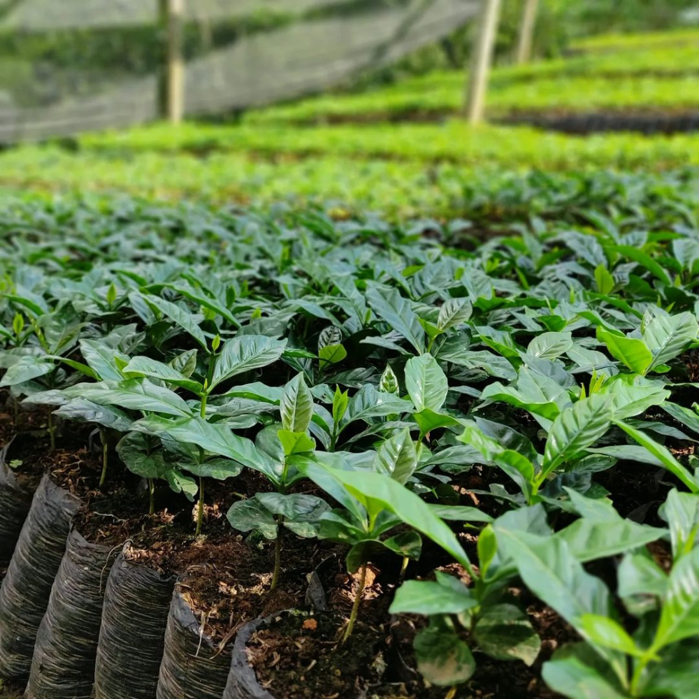 拉丁美洲咖啡单品豆风味特征与品种全解析:从巴西到哥斯达黎加的产区指南 拉丁美洲咖啡单品豆风味特征与品种全解析:从巴西到哥斯达黎加的产区指南
