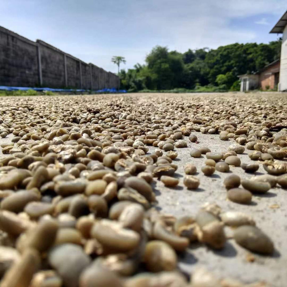 印尼苏门答腊曼特宁咖啡风味解析:湿刨法处理与前街五款曼特宁手冲评测 印尼苏门答腊曼特宁咖啡风味解析:湿刨法处理与前街五款曼特宁手冲评测