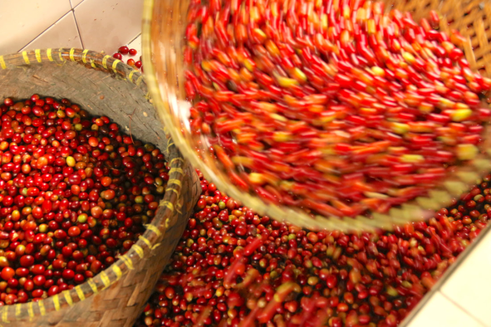 印尼林东曼特宁咖啡怎么冲才好喝？手冲爱乐压虹吸法压参数与手法全解析