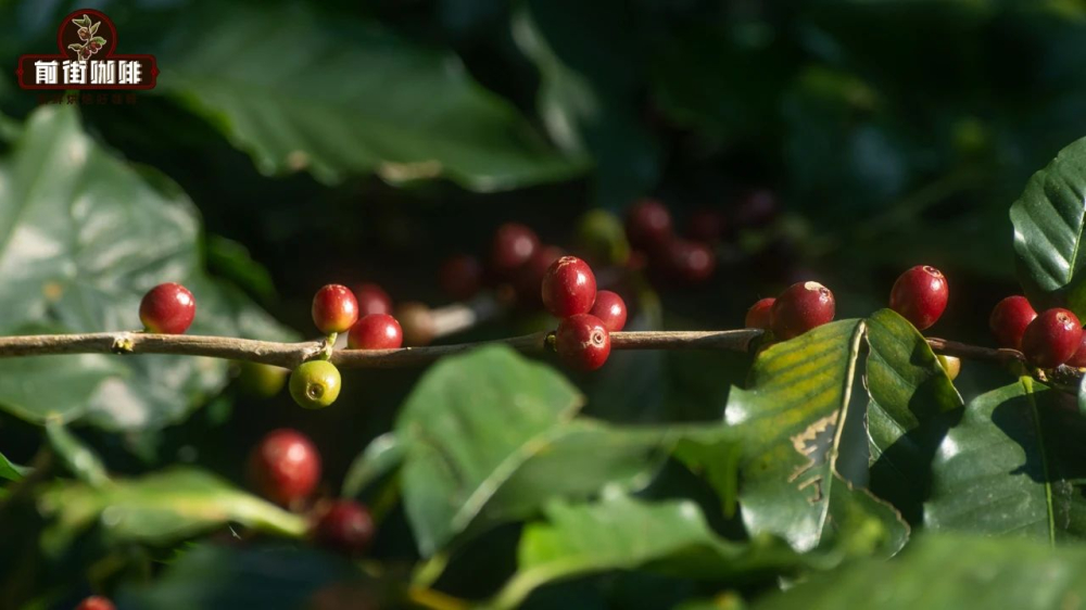 云南咖啡种植历史溯源与小粒咖啡风味特征全解析 云南咖啡种植历史溯源与小粒咖啡风味特征全解析