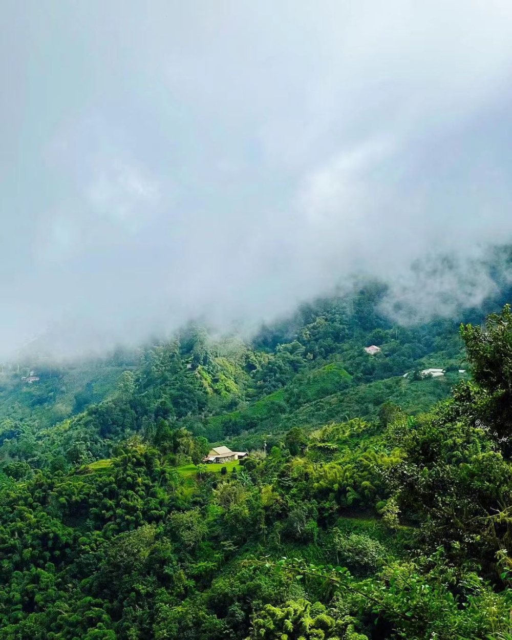 蓝山咖啡名称由来与分级体系全解析:牙买加正宗蓝山庄园及真伪鉴别指南 蓝山咖啡名称由来与分级体系全解析:牙买加正宗蓝山庄园及真伪鉴别指南