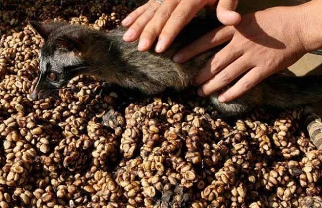 猫屎咖啡是否算精品咖啡?解析麝香猫咖啡的独特风味与口感真相 猫屎咖啡是否算精品咖啡?解析麝香猫咖啡的独特风味与口感真相