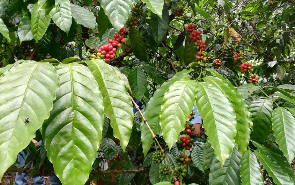 巴拿马瑰夏咖啡豆品种溯源:波奎特名庄风味特征与手冲参数全解析 巴拿马瑰夏咖啡豆品种溯源:波奎特名庄风味特征与手冲参数全解析