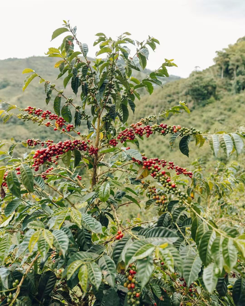 云南瑰夏咖啡品种来源、种植历程与风味特征全解析