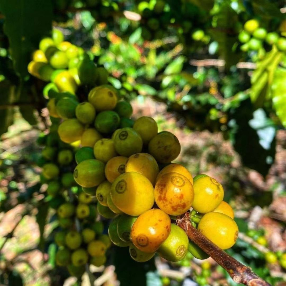 坚果可可调性不酸咖啡豆推荐:巴西皇后庄园黄波旁风味、半日晒处理与手冲参数解析 坚果可可调性不酸咖啡豆推荐:巴西皇后庄园黄波旁风味、半日晒处理与手冲参数解析