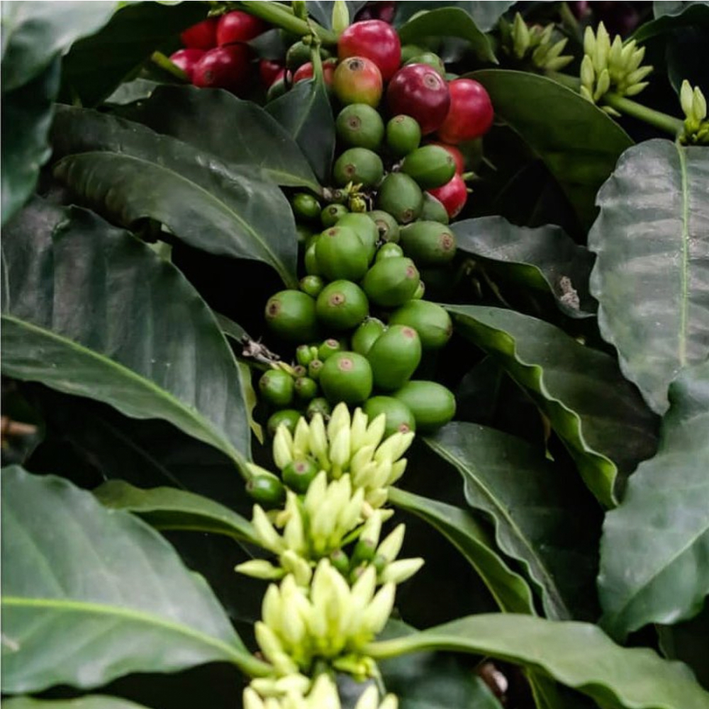 探秘巴拿马波奎特邓肯庄园:瑰夏白蜜处理咖啡风味与生态种植全解析 探秘巴拿马波奎特邓肯庄园:瑰夏白蜜处理咖啡风味与生态种植全解析