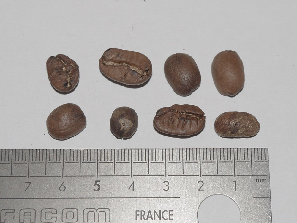 咖啡豆AA与AAA等级划分依据及特征:肯尼亚等产地分级标准全解析 咖啡豆AA与AAA等级划分依据及特征:肯尼亚等产地分级标准全解析