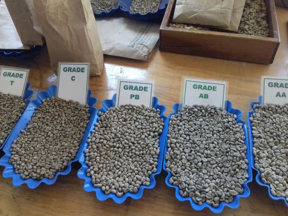 肯尼亚PB圆豆有何独特之处?解析肯尼亚咖啡分级与K72处理工艺 肯尼亚PB圆豆有何独特之处?解析肯尼亚咖啡分级与K72处理工艺