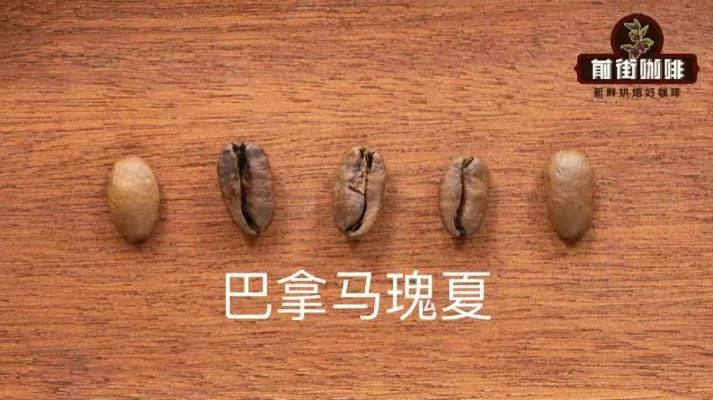 巴拿马瑰夏冰滴萃取风味解析 翡翠庄园瑰夏等级划分与价格成因 巴拿马瑰夏冰滴萃取风味解析 翡翠庄园瑰夏等级划分与价格成因