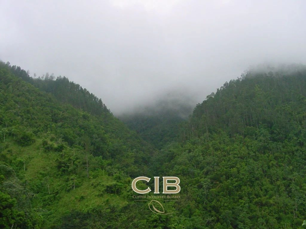 牙买加蓝山一号咖啡产自哪里?风味口感特点与手冲冲煮方法完整解析 牙买加蓝山一号咖啡产自哪里?风味口感特点与手冲冲煮方法完整解析