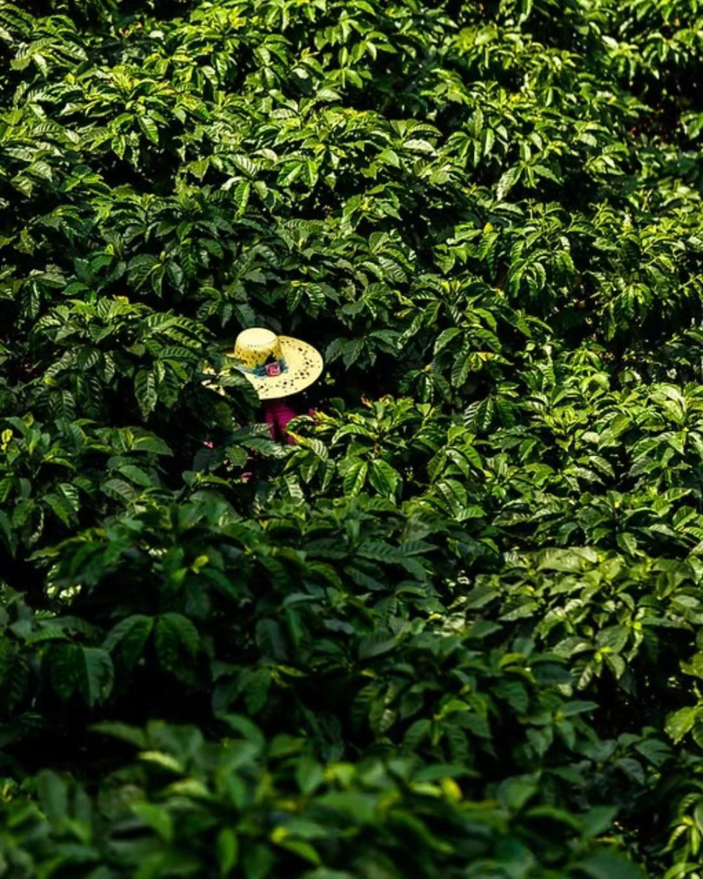 玻利维亚咖啡豆风味特征与产区故事:从死亡之路到精品咖啡的蜕变 玻利维亚咖啡豆风味特征与产区故事:从死亡之路到精品咖啡的蜕变