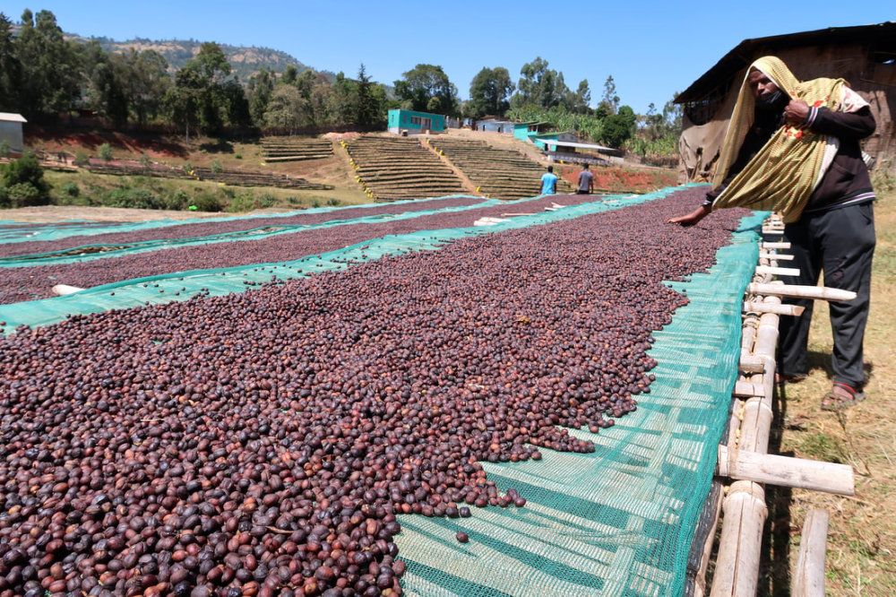 埃塞俄比亚西达摩与耶加雪菲产区对比:风味差异、处理法与冲煮参数解析 埃塞俄比亚西达摩与耶加雪菲产区对比:风味差异、处理法与冲煮参数解析