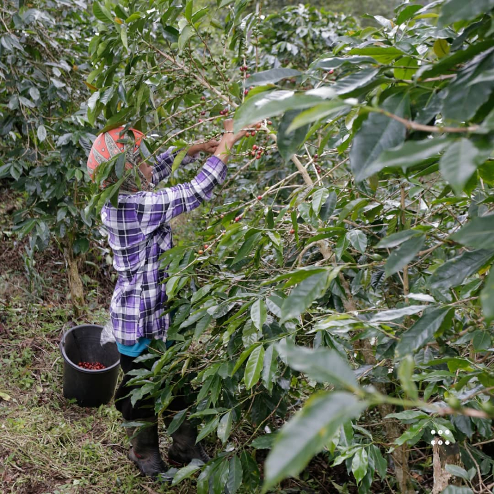 曼特宁虎与曼特宁有何区别?老虎曼特宁咖啡豆品种风味口感特点详解 曼特宁虎与曼特宁有何区别?老虎曼特宁咖啡豆品种风味口感特点详解