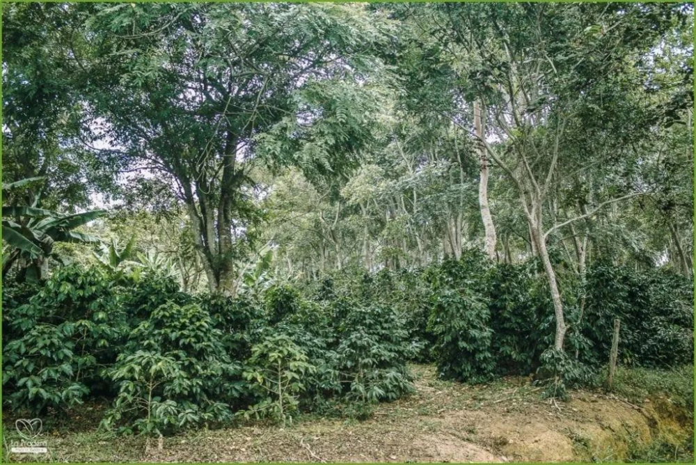 哥伦比亚咖啡的起源脉络与产业特色:从历史沿革到天堂庄园樱花豆风味解析 哥伦比亚咖啡的起源脉络与产业特色:从历史沿革到天堂庄园樱花豆风味解析